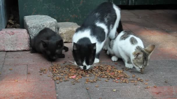 Алея Вуличних Котів Їдять Котячу Їжу — стокове відео