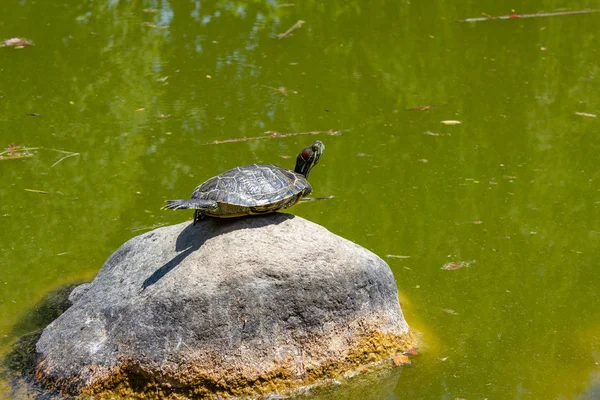 Water turtles on rock in lake on a sunny day