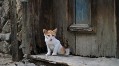 Eski ahşap kapı deliğinden çıkan sokak kedisi ve miyav