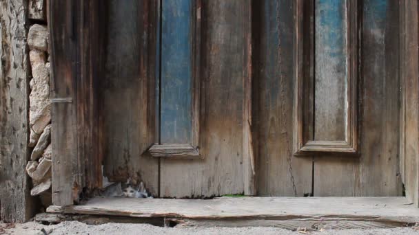 流浪猫在街上玩的旧 废弃的房子门前 — 图库视频影像