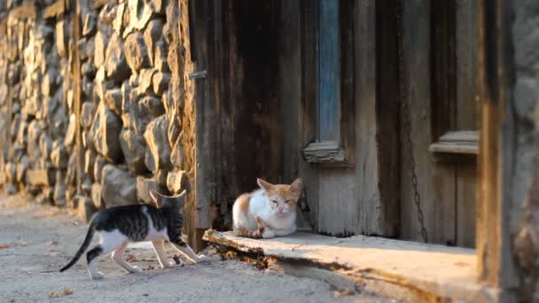 Toulavé kočky si hrají na ulici před starými opuštěnými dveřmi domu