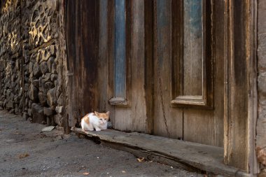 Sokak kedisi sokakta eski, terk edilmiş evin kapısı önünde