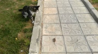 Kedi fareyi yakalar ve onunla oynar.