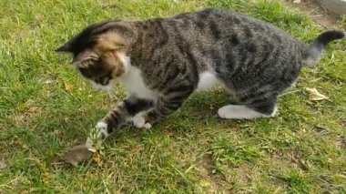 Kedi fareyi yakalar ve onunla oynar.