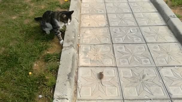 Kucing Menangkap Tikus Dan Bermain Dengannya — Stok Video
