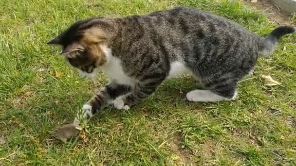 Katze Fängt Die Maus Und Spielt Damit — Stockvideo