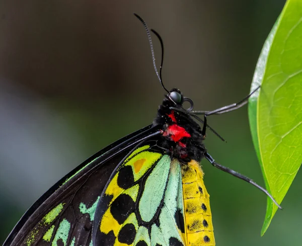 Teilweise Nahaufnahme Eines Farbenfrohen Schmetterlings Mit Atemberaubenden Farben Der Sich — Stockfoto