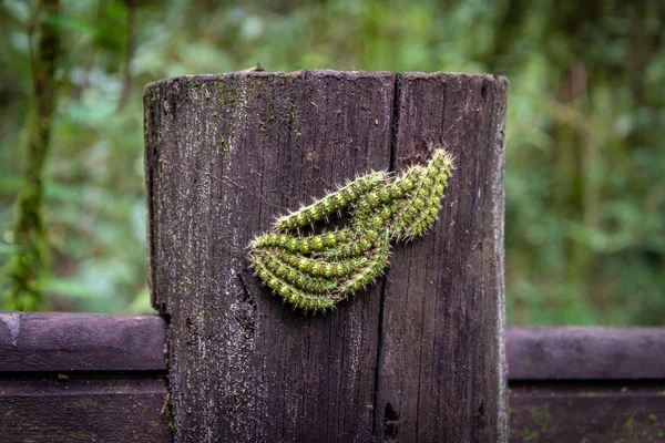 Yakın bir ön görüntülemek, bir ağaç çit yak²n bir arka plan üzerinde on yeşil tırtıl bir birbirine yakın Grup