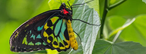 Weite Nahaufnahme Eines Teilweise Farbenfrohen Schmetterlings Mit Atemberaubenden Farben Der — Stockfoto