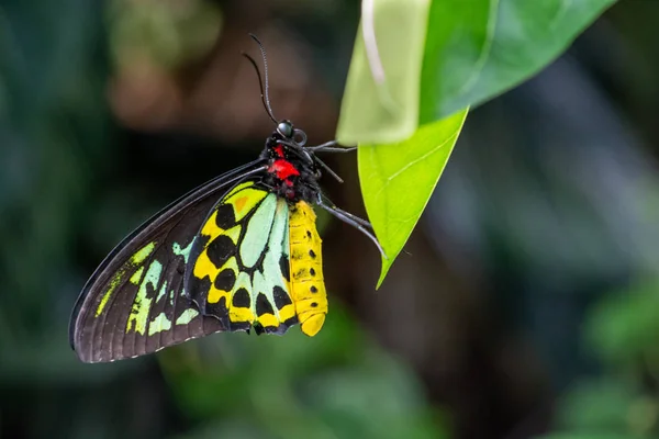 Nahaufnahme Eines Ganzen Farbenfrohen Schmetterlings Mit Atemberaubenden Farben Der Sich — Stockfoto