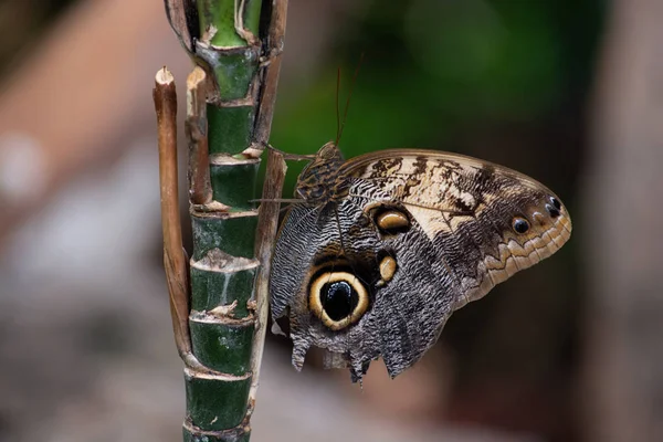 Vorderansicht Eines Schmetterlings Mit Falschem Auge Den Flügeln Der Sich — Stockfoto