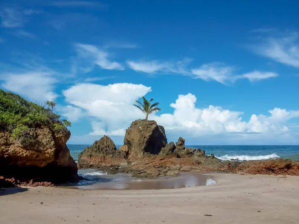 Beautiful View Isolated Palm Tree Rock Beach Others Rocks Base Royalty Free Stock Images