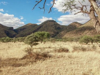 Hills, arka planda bulutlar ile ön ve mavi gökyüzü sarımsı çim bir grup tarafından çevrili güzel bir açık görünümü Afrika savana ile iki zürafa oldukça uzakta,