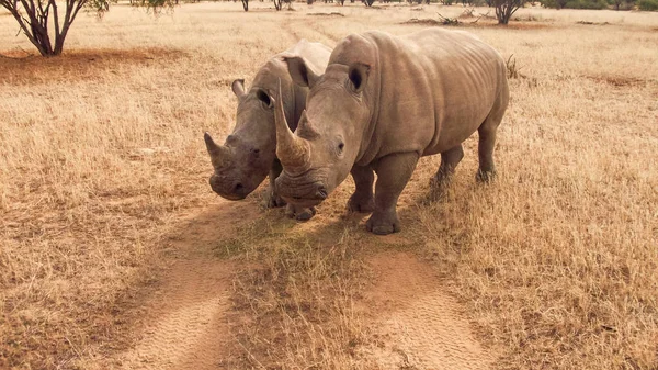 Fotoğrafçı ve imge yayıncı