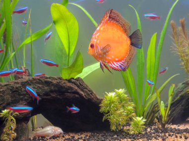 Bazı bitkiler, mayo ve çok sayıda Neon balıklar ve Albino Corydora çakıl çevrili tatlı su akvaryum yüzme Discus balık