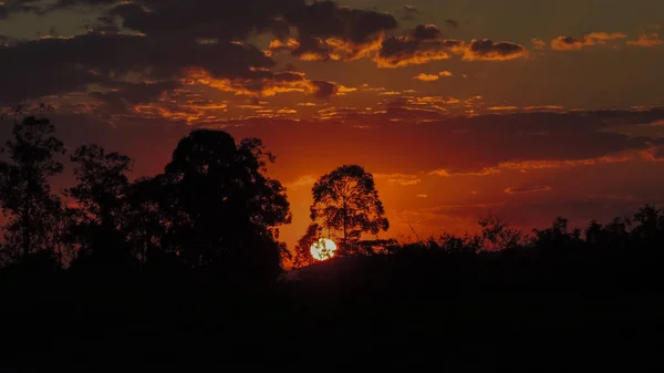 Ein Rötlich Bewölkter Sonnenuntergang Hinter Bäumen Mit Erde Und Pflanzensilhouetten — Stockfoto