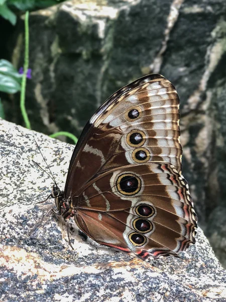 Beautiful Brown Butterfly Grounded Rock Many Fake Eyes Wings — Stock Photo, Image