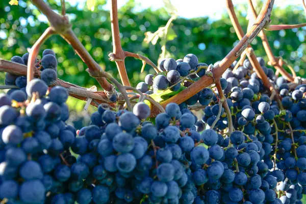 Beautiful Close Blue Grapes Vine Shallow Depth Field Green Trees — Stock Photo, Image