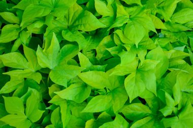 Gür, dokulu, güzel ve ekolojik halı oluşturan pek çok çok hafif yeşil yaprak üstten görünüm