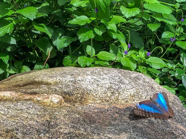 Ein schöner blauer Schmetterling mit offenen Flügeln über einem Felsen — Stockfoto