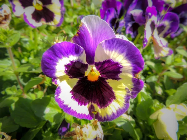 Güzel bir homo çiçek bir close-up — Stok fotoğraf