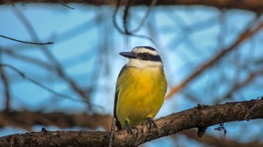 Cambacica adlı güzel bir kuşun ön görünümü