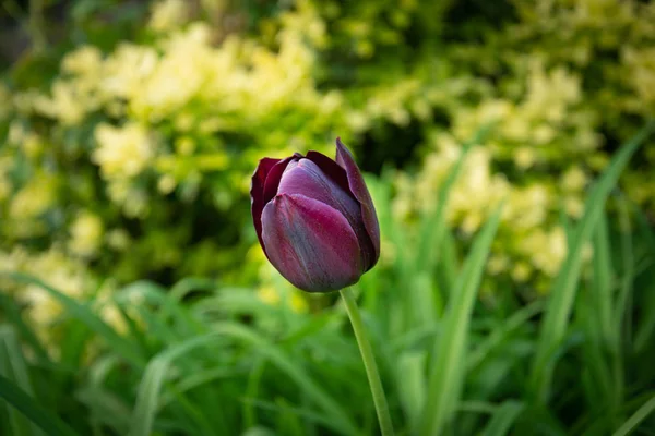 Un bellissimo tulipano viola in primo piano — Foto Stock