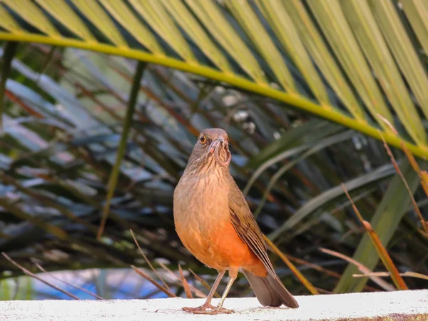 Kahverengi bir kuş tünemiş ve kameraya doğru bakıyor