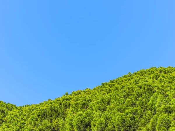 Ağaçlardan oluşan yeşil bir gölgelik ile mavi ve temiz bir gökyüzü