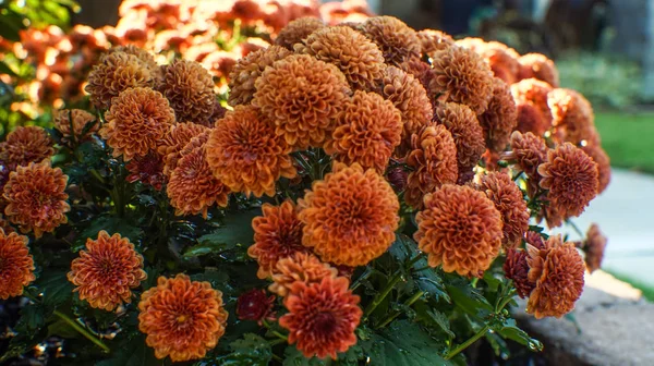 Orange  chrysanthemum flower shrub