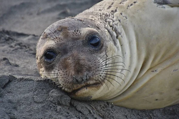一只可爱的海狮躺在加利福尼亚州中部太平洋沿岸的沙滩上 想弄明白为什么有人在看它 — 图库照片