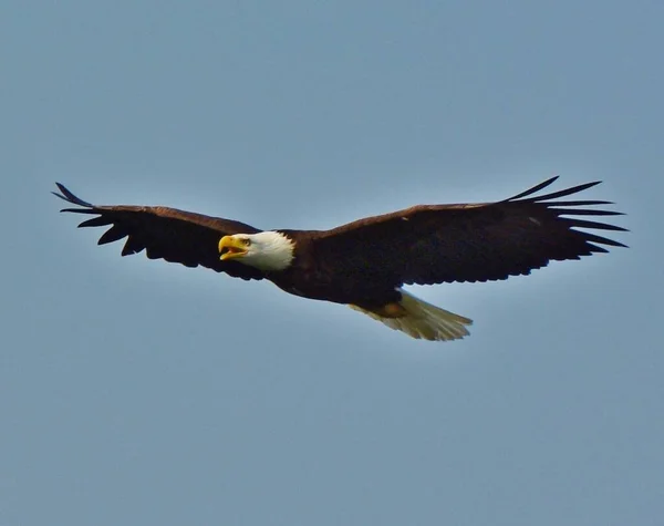 A beautiful, majestic bald eagle soaring through a bright blue sky.