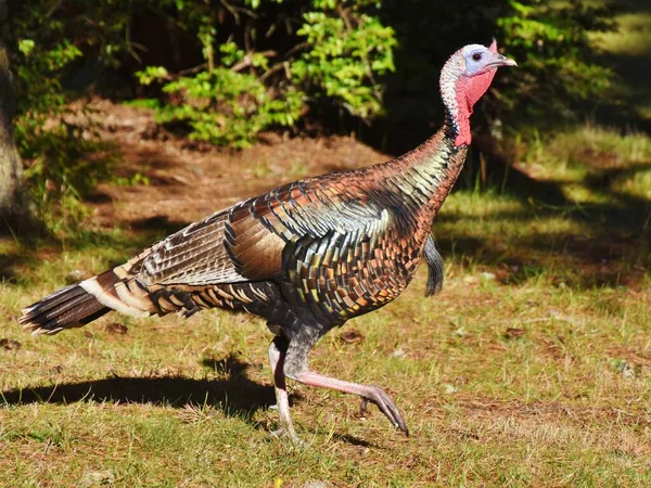 A large male wild turkey running through the woods near the Pacific Ocean on the southern Oregon coast.