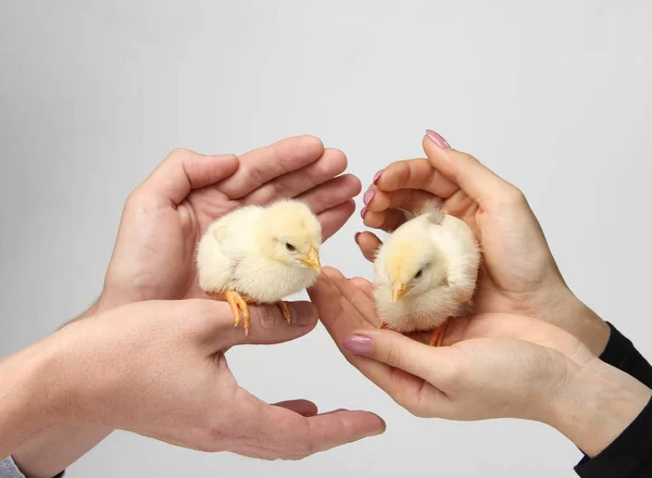 Два Цыпленка Прекрасных Руках — стоковое фото