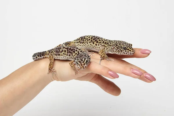 Two Lizards Beautiful Hand — Stock Photo, Image