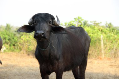  Siyah buffalo Hindistan.