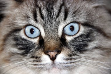 büyük mavi gözleri ile kedi.