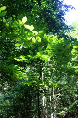 orman ağacı yaprak resmi