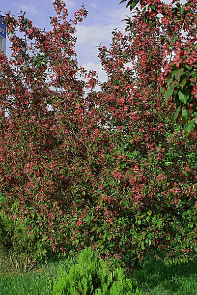 Primavera Árboles Con Flores Flores —  Fotos de Stock