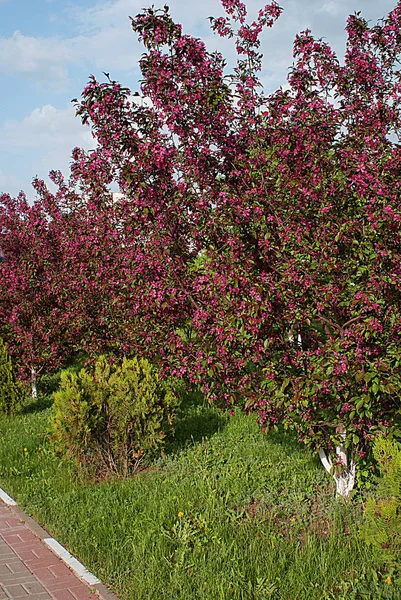 Весна Цветущие Деревья Цветы — стоковое фото