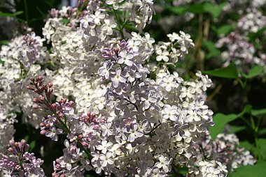 Sokakta çiçek leylak, Bahar.