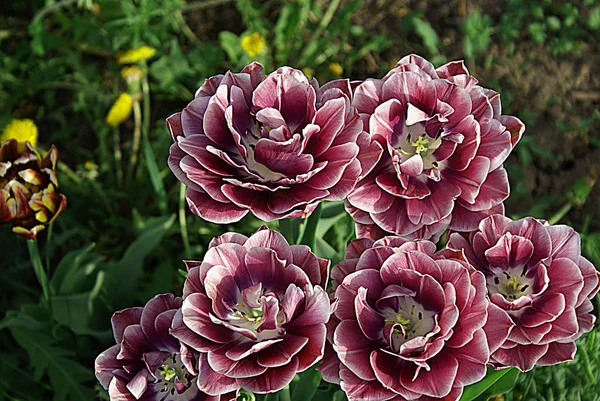 Street Flowers Park — Stock Photo, Image