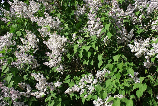 Straat Bloeiende Lila Lente — Stockfoto