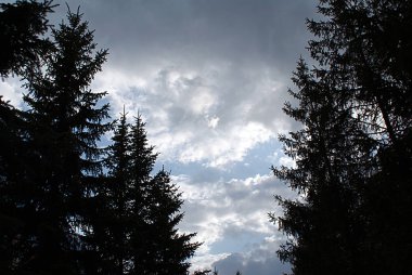 Gece, akşam orman ve bahar Parkı.