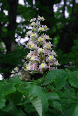 Parkta çiçek açan kestane.