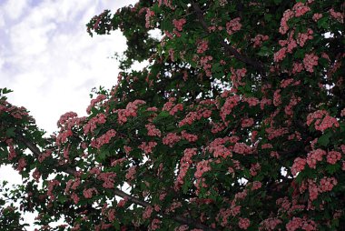 Bahar, ağaçlar, çiçek çiçeklenme.