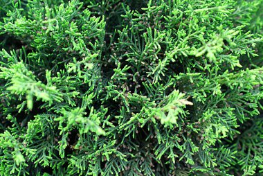 Bahar park ve orman iğne yapraklı bitkilerde.