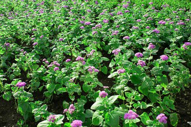 Parkta sokak çiçek.