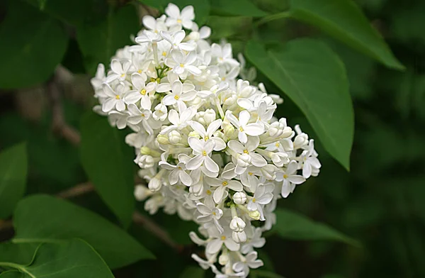 Auf Der Straße Blüht Flieder Frühling — Stockfoto