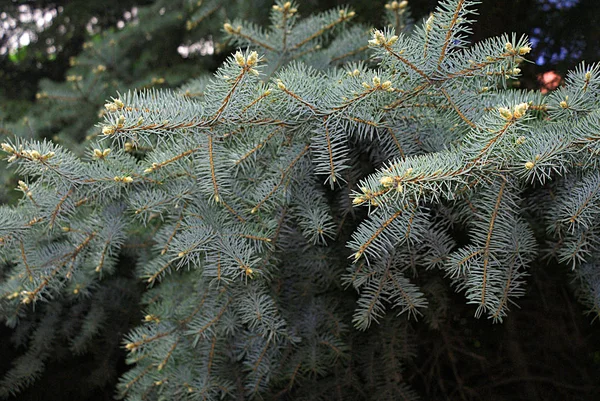 Plantas Coníferas Floresta Parque Primavera — Fotografia de Stock